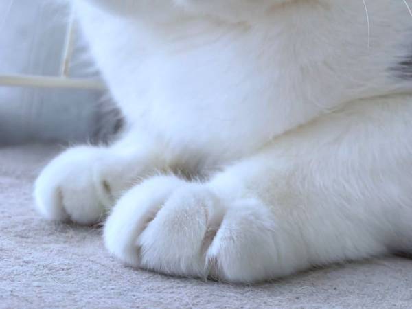 「これは指ハートの後に流行ると噂の舌ハート」　１枚の写真が話題に