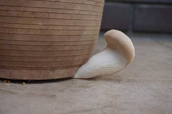 ７万人が笑った、エリンギの生え方　「なかなか生えないな～」と思っていたら…？