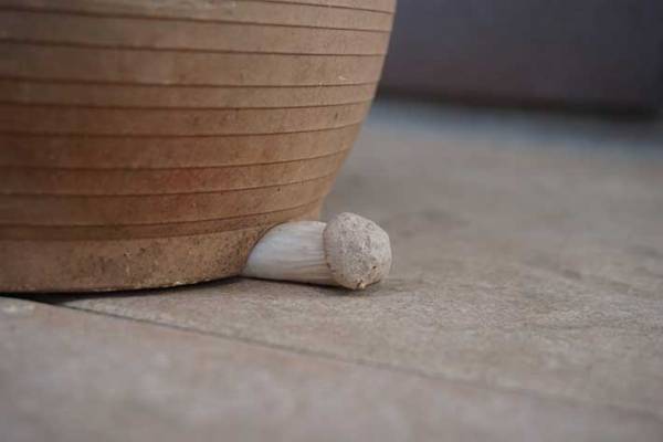 ７万人が笑った、エリンギの生え方　「なかなか生えないな～」と思っていたら…？