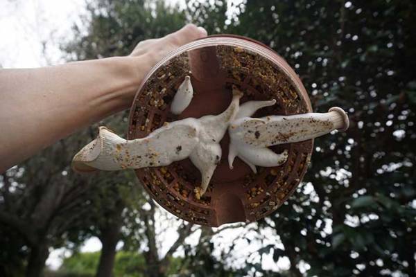 ７万人が笑った、エリンギの生え方　「なかなか生えないな～」と思っていたら…？