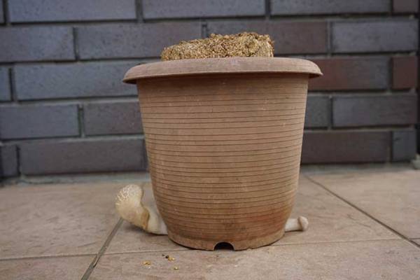 ７万人が笑った、エリンギの生え方　「なかなか生えないな～」と思っていたら…？