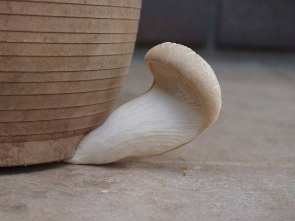 ７万人が笑った、エリンギの生え方　「なかなか生えないな～」と思っていたら…？