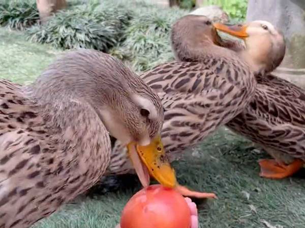 アイガモにトマトを与えた途端？　カオスな光景に「笑いすぎてお腹痛い」「ツッコミどころが多すぎ」