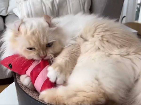 おもちゃで遊ぶ猫　飼い主が笑ってしまった光景が、こちら