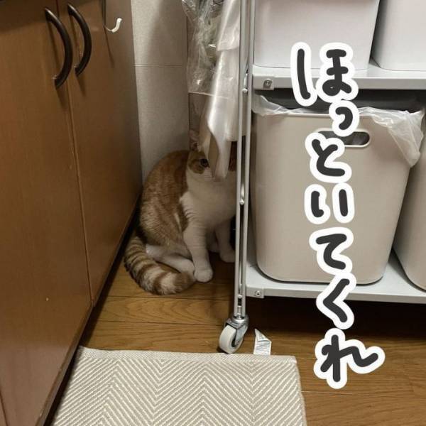 「隠れられてない」「殺気すら感じる」　絶対に外出したくない猫の姿がこちら！