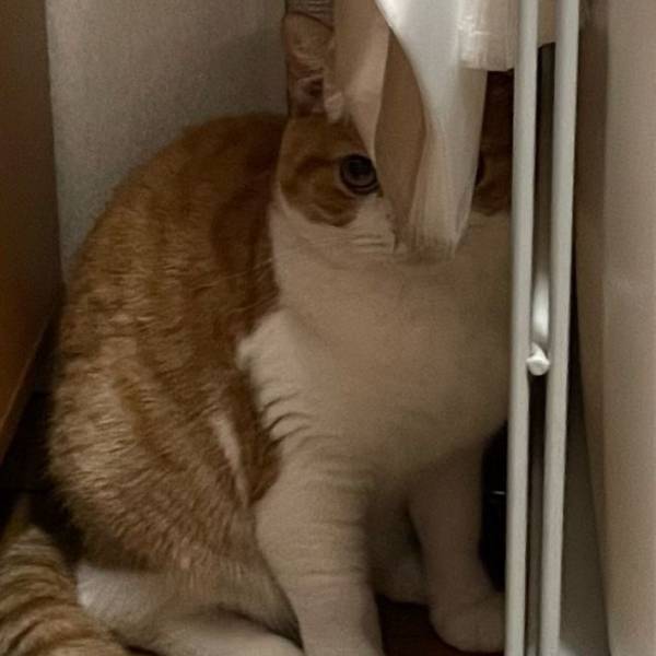 「隠れられてない」「殺気すら感じる」　絶対に外出したくない猫の姿がこちら！