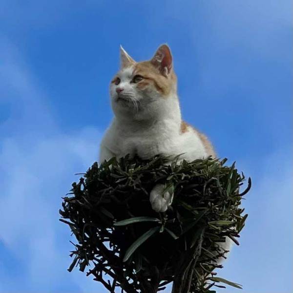 「合成かと思った！」「天然のキャットタワー」　思わず二度見する、光景がこちら！