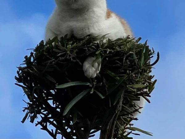 「合成かと思った！」「天然のキャットタワー」　思わず二度見する、光景がこちら！