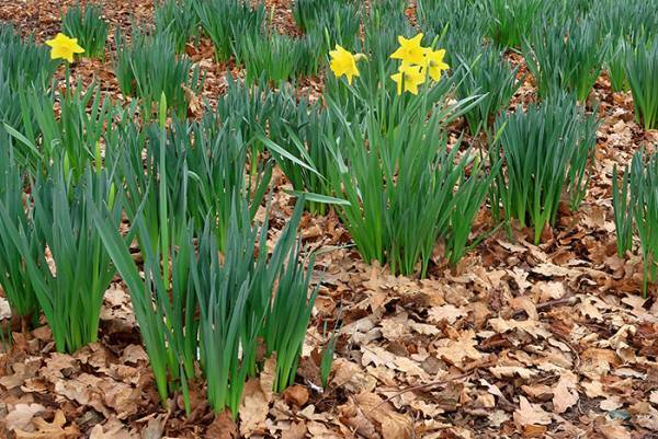 カレーを食べて一家３人食中毒に　茨城の注意喚起に「これは怖い」「自分も間違えそう」