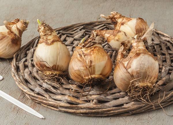 カレーを食べて一家３人食中毒に　茨城の注意喚起に「これは怖い」「自分も間違えそう」