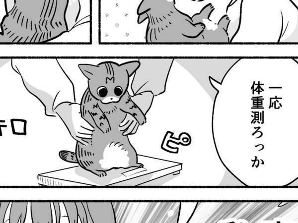 ３００gだった子猫　すくすく育ったのは、猫だけでなく…？