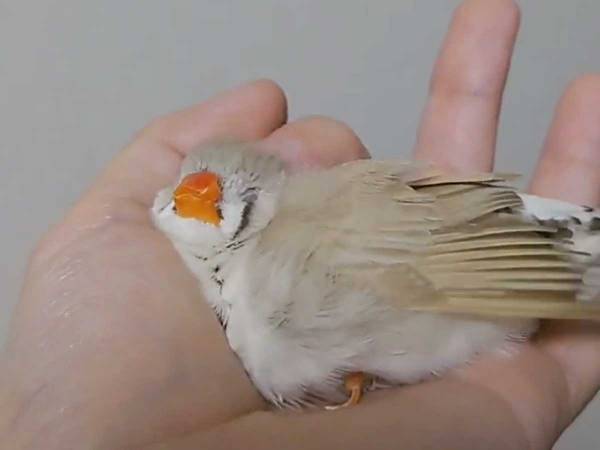 愛鳥を手に乗せた飼い主「こうなります」　無防備すぎる姿に「液体になりかけてる」