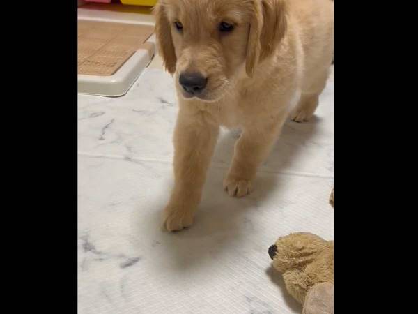 「犬なのに猫！」「よく見てるんだね」　猫と暮らす子犬の仕草が…？