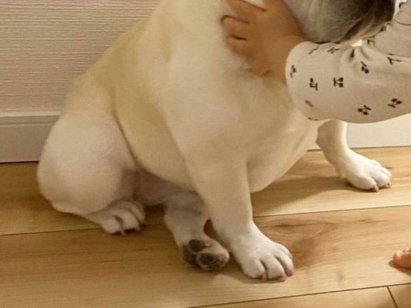 「こういう光景だけを見ていたい」　フレンチブルドッグと赤ちゃんが寝る前に…！