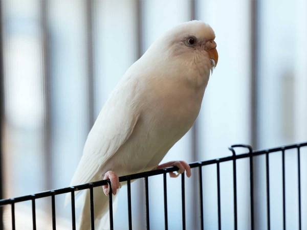 医師が「ちょっと触りますね」　インコの反応に「声を出して笑った」「全肯定か！」
