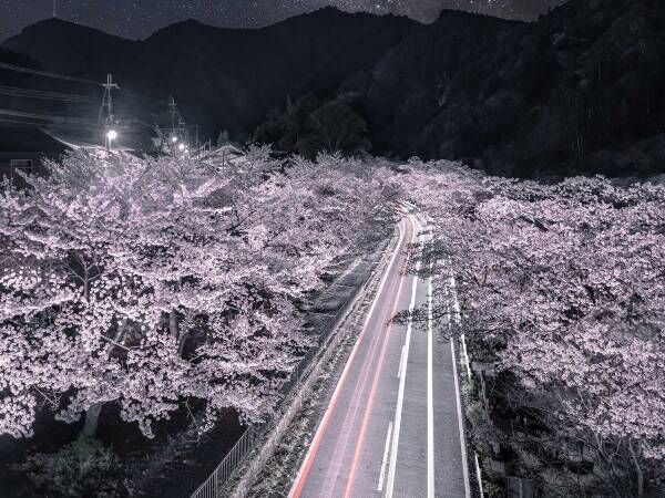 満開の桜だけじゃない　奈良県で撮られた１枚に「泣きそうになった」「まるで天国への道」