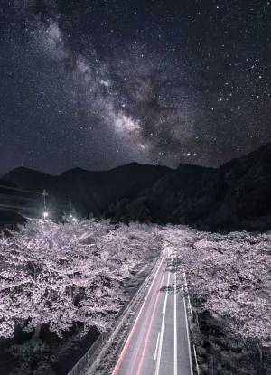 満開の桜だけじゃない　奈良県で撮られた１枚に「泣きそうになった」「まるで天国への道」