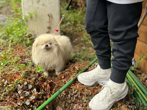 散歩中の犬の変貌ぶりに腹筋崩壊！　顔、顔ーーー！