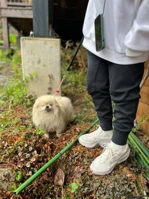 散歩中の犬の変貌ぶりに腹筋崩壊！　顔、顔ーーー！