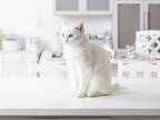 飼い主「なんてことを…」　キッチンカウンターに座っている猫　よく見ると…？