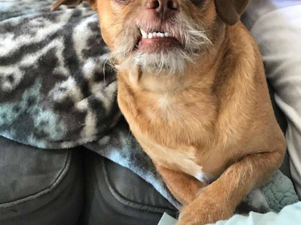 「人間にしか見えない」「大笑いした」　インスタで話題の『人面犬』がこちら！