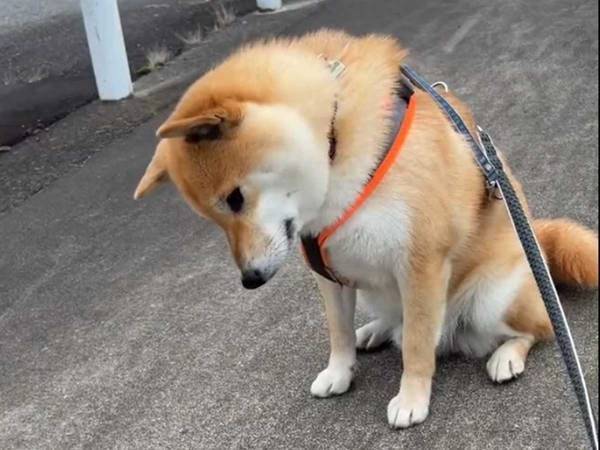 柴犬「実に面白い」　疑問が頭から離れない様子がTwitterで話題に