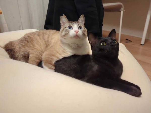 １３秒間まったく同じ動きをする２匹の猫　飼い主が激写した姿をご覧ください