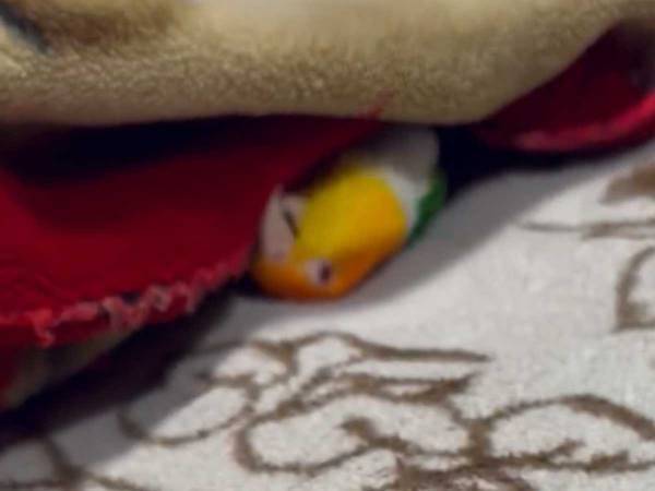 「なぜかクセになる」「想像を超えてきた」　ネットをザワつかせた、インコとは