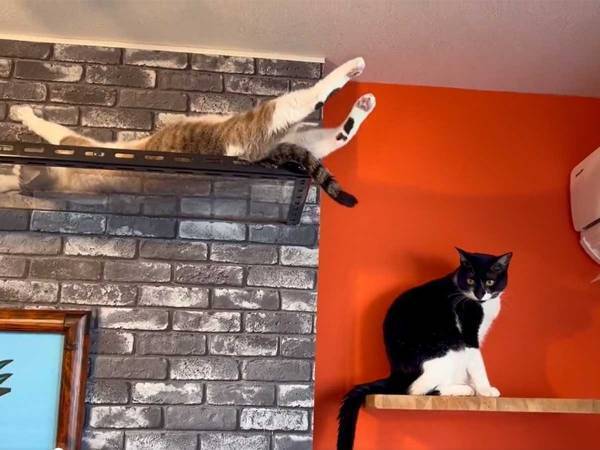 飼い主が目撃した『肉球桜』　１２秒の動画に、頬がゆるむ