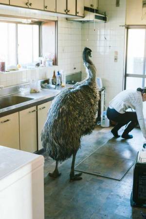 ペットのフンをそうじする飼い主　後ろで仁王立ちして監視していたのは？　「すごいシュールな光景」