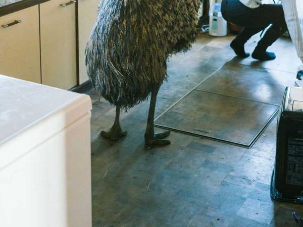 ペットのフンをそうじする飼い主　後ろで仁王立ちして監視していたのは？　「すごいシュールな光景」