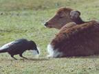 ルンルンなカラス、シカのお尻の毛を抜きまくり…？　奈良公園で撮影された動画に反響