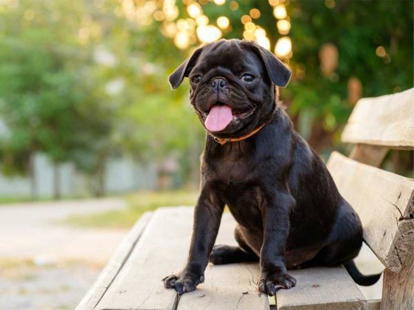 「自分を猫だと思っているパグ」が予想以上に『猫』だった　「コーヒー吹き出した」