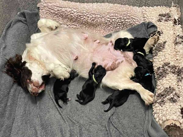 道路脇に停車する１台の車　警官が不審に思い、引き返すと…　「本当によかった」「残酷すぎる」