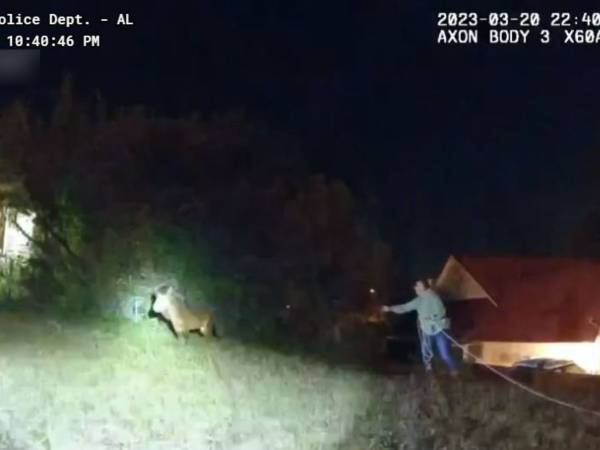 ２時間の逃亡の末、やっと捕まったポニー　警察の『呼びかけ』に「笑った」「こういうの大好き」