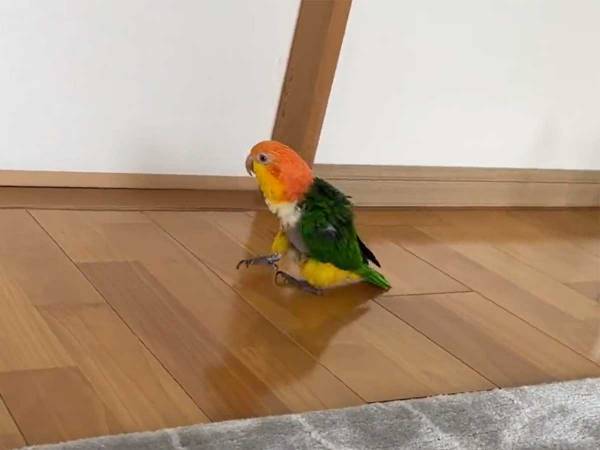 「まるでマイケル」「プロ級の動き」　インコのキレキレな動きにネットが騒然