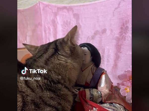 猫が雛人形に恋！？　動画に「かわいい」「分かるんだね」の声