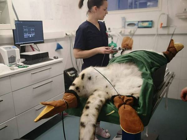 医師「これは珍しい…」　歯科治療に訪れた『意外な患者』の正体は？