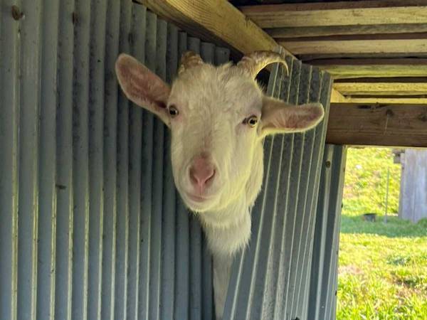 わが目を疑う光景に、立ち尽くす犬　「笑った」「情報量多すぎ」とネットで話題に