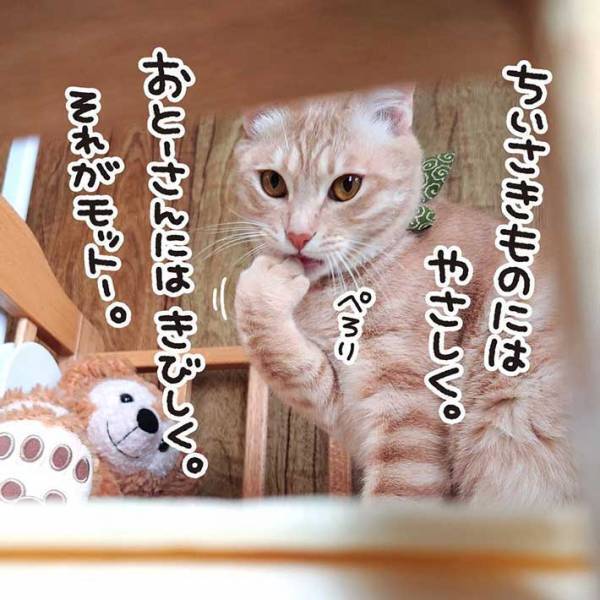 赤ちゃんに飛びかかった猫　その後の行動に「キュンとしてしまった」