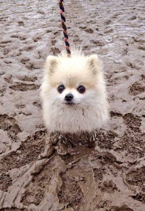 かわいいポメラニアンの写真に「ヒィィィィ」　悲鳴が上がった理由は？