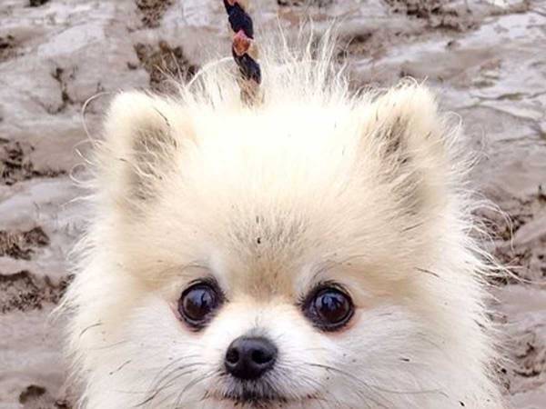 かわいいポメラニアンの写真に「ヒィィィィ」　悲鳴が上がった理由は？