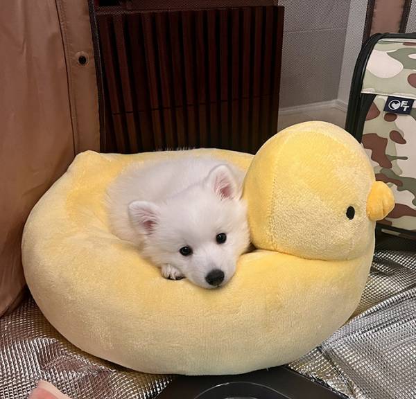 飼い主「煽りたい時に使っていいよ」　犬の表情に「爆笑して腹が痛い」「いい意味で最高に腹立つ」