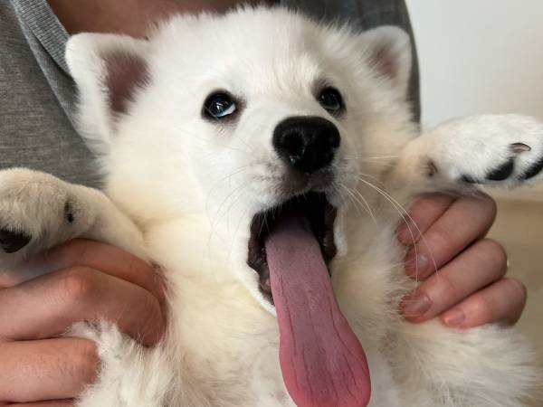 飼い主「煽りたい時に使っていいよ」　犬の表情に「爆笑して腹が痛い」「いい意味で最高に腹立つ」