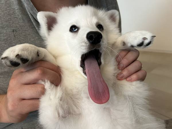 飼い主「煽りたい時に使っていいよ」　犬の表情に「爆笑して腹が痛い」「いい意味で最高に腹立つ」