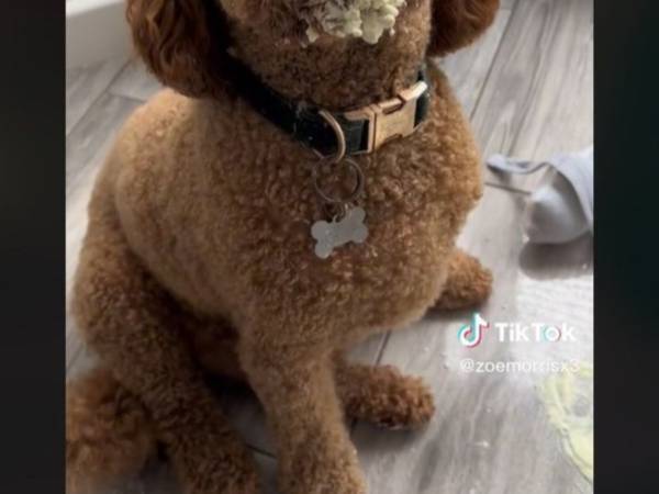 粉ミルクを床にぶちまけた犬　どう考えても犯人なのに、擁護の声が殺到したワケは？