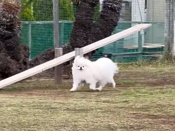 ドッグランで飼い主を見失った犬　見つけた瞬間の姿に「泣ける…」「これが平和な世界か」