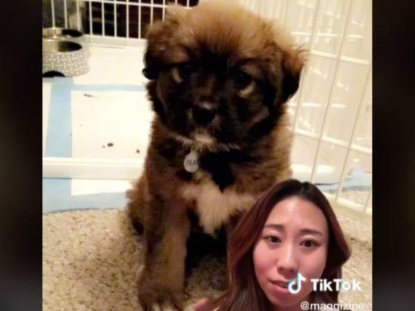 『シーズー』の子犬を買ったら、どんどん大きくなり…？　成長後の姿に、経験者から共感の声が集まる