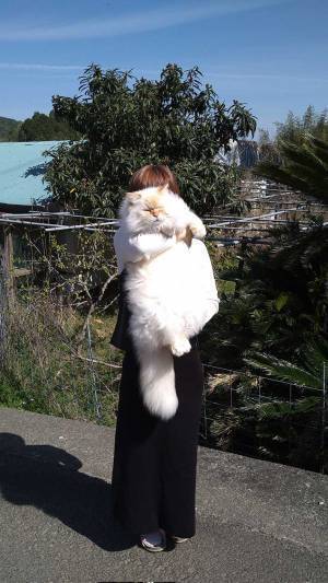 「たまに猫に見えない時がある」　かわいいペットが疑われた理由は？