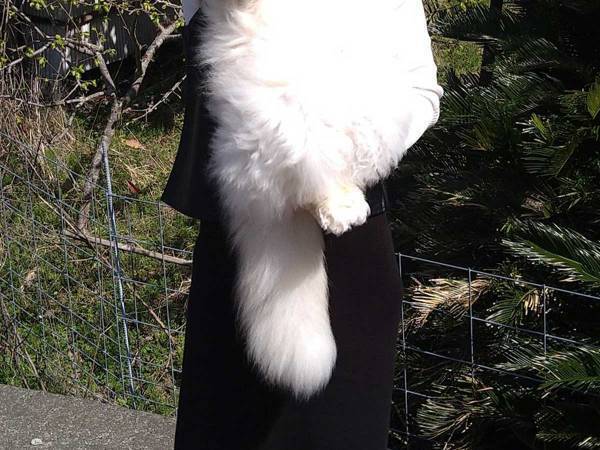 「たまに猫に見えない時がある」　かわいいペットが疑われた理由は？